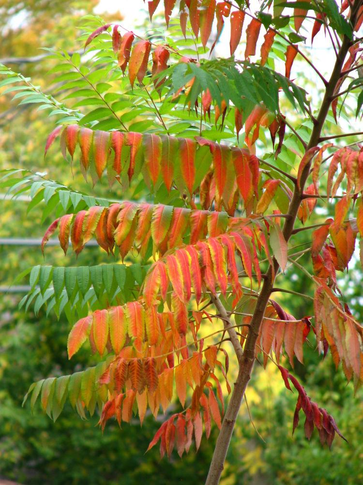 Photo of Staghorn Sumac (Rhus typhina) uploaded by molanic