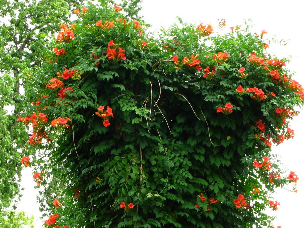 Photo of Trumpet Vine (Campsis radicans) uploaded by molanic