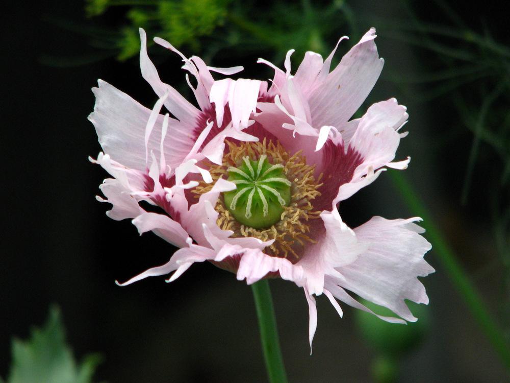Photo of Opium Poppy (Papaver somniferum) uploaded by molanic