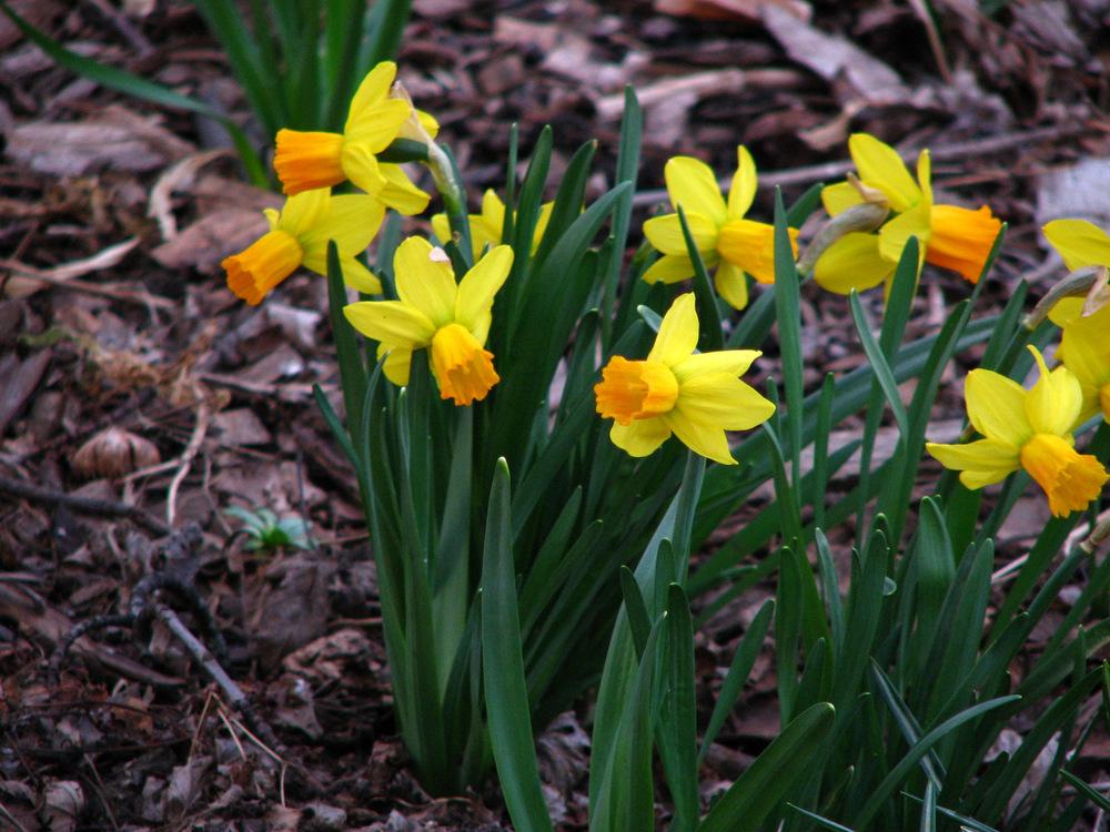 Photo of Cyclamineus Daffodil (Narcissus 'Jetfire') uploaded by molanic