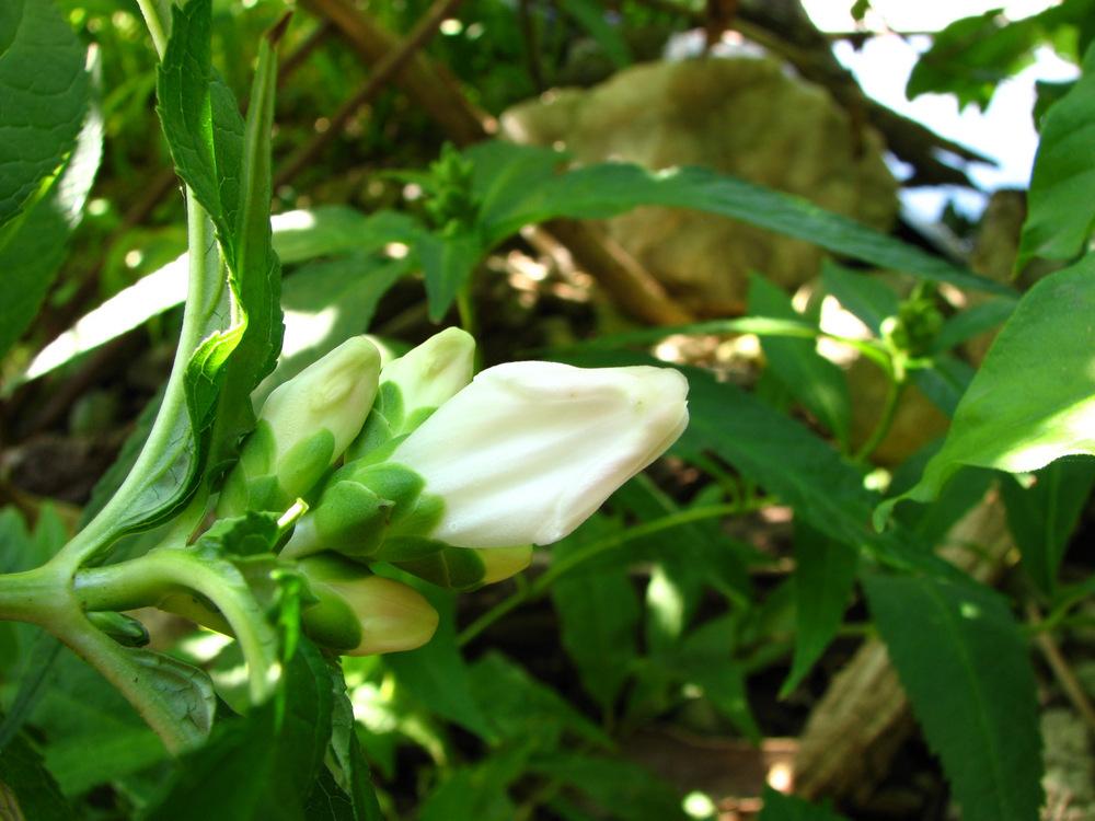 Photo of Turtlehead (Chelone glabra) uploaded by molanic
