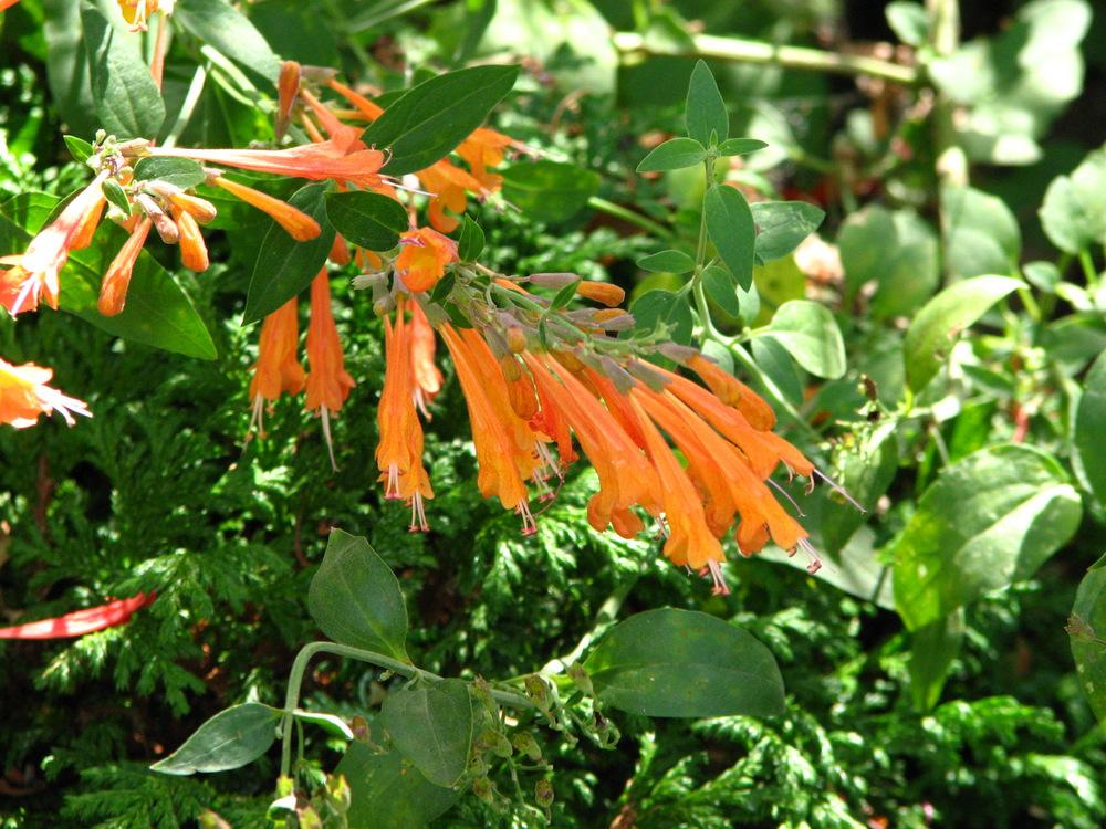 Photo of Anise Hyssop (Agastache aurantiaca 'Apricot Sprite') uploaded by molanic