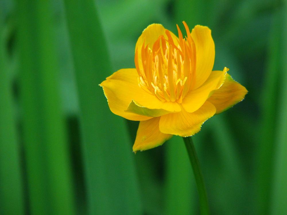 Photo of Chinese Globe Flower (Trollius chinensis 'Golden Queen') uploaded by molanic