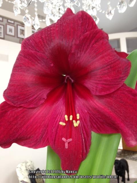 Photo of Amaryllis (Hippeastrum 'Red Pearl') uploaded by nben