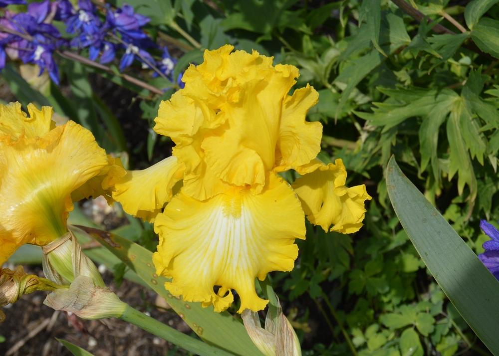Photo of Tall Bearded Iris (Iris 'That's All Folks') uploaded by KentPfeiffer