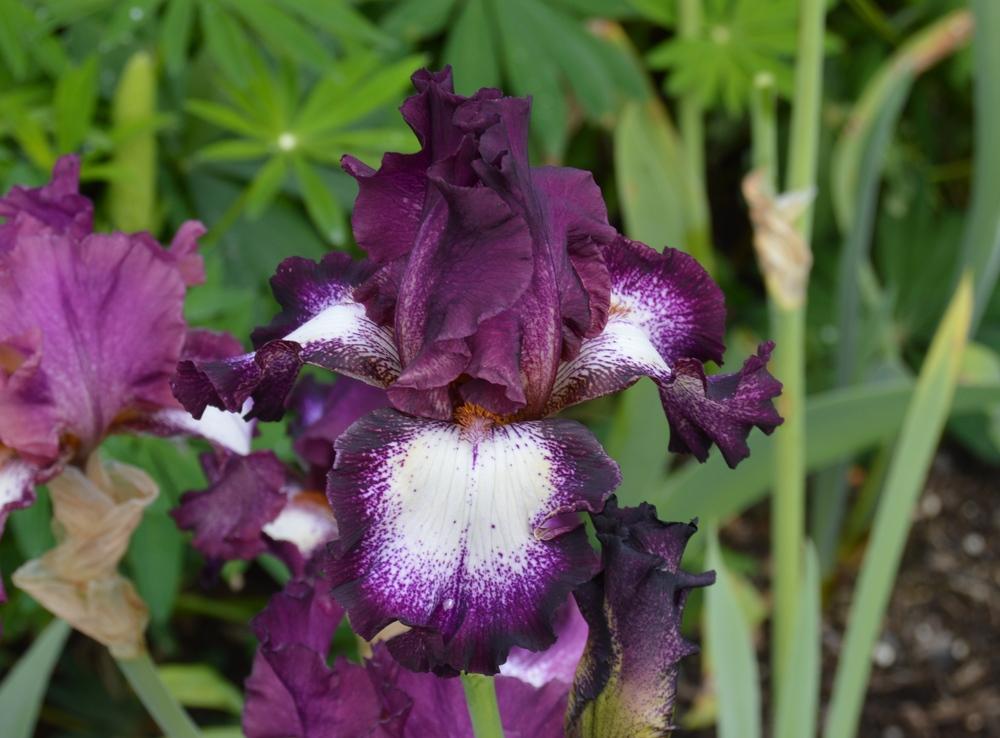 Photo of Tall Bearded Iris (Iris 'Tennison Ridge') uploaded by KentPfeiffer
