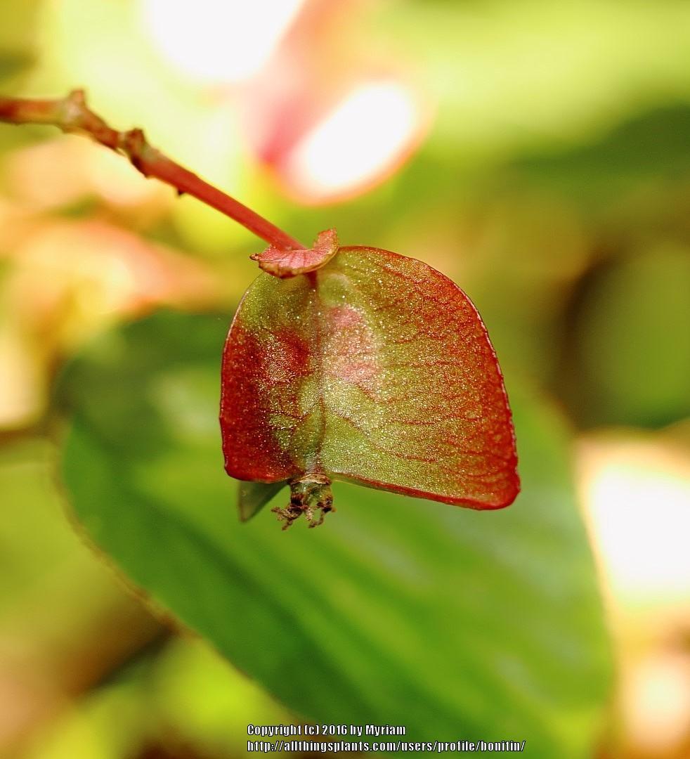 Photo of Wax Begonia (Begonia x semperflorens-cultorum) uploaded by bonitin