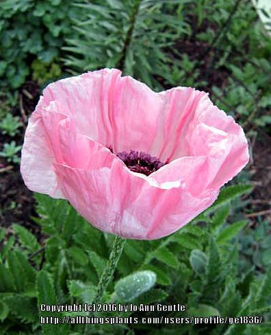 Photo of Oriental Poppy (Papaver orientale 'Princess Victoria Louise') uploaded by ge1836