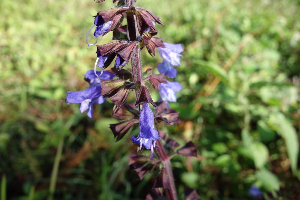 Photo of Lyreleaf Sage (Salvia lyrata) uploaded by mellielong