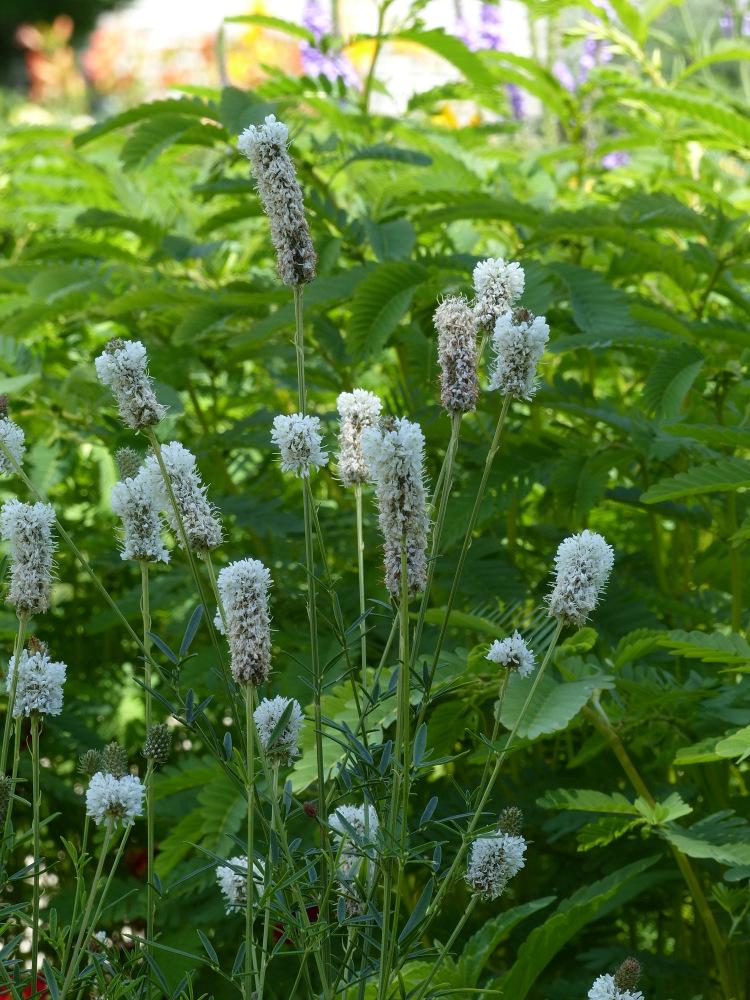 Photo of White Prairie Clover (Dalea candida) uploaded by molanic