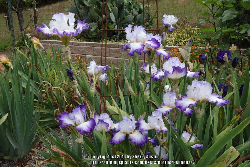 Photo of Tall Bearded Iris (Iris 'Conjuration') uploaded by Henhouse