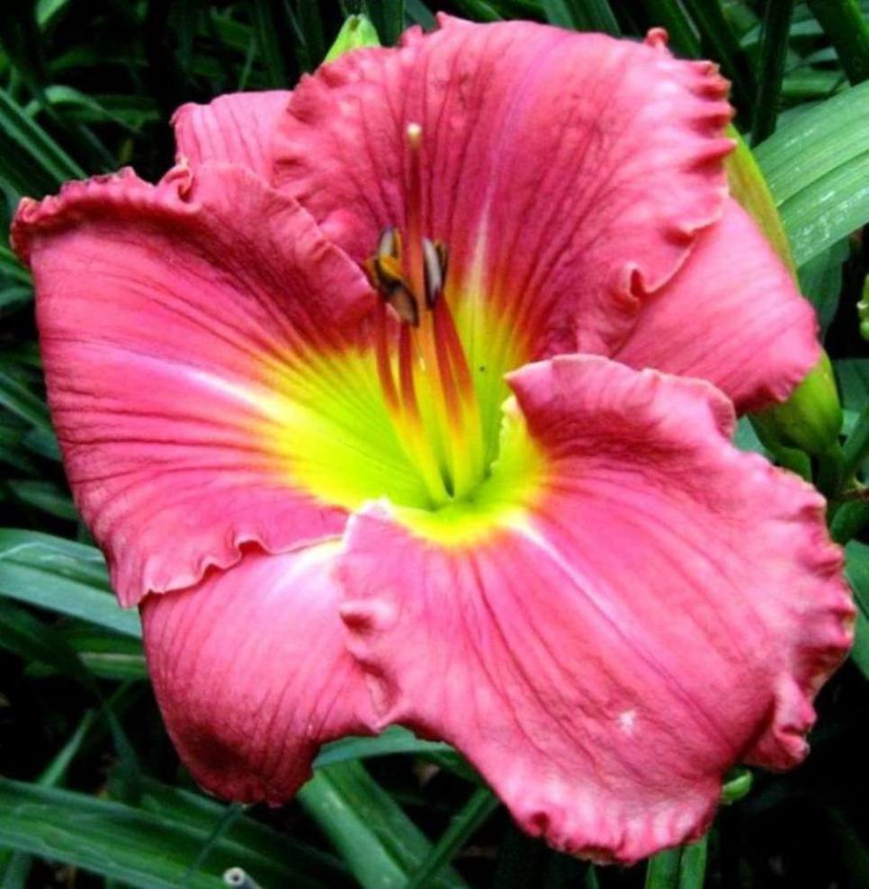 Photo of Daylily (Hemerocallis 'In the Heart of It All') uploaded by Sscape