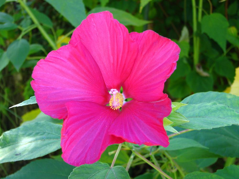 Photo of Hardy Hibiscus (Hibiscus moscheutos) uploaded by molanic
