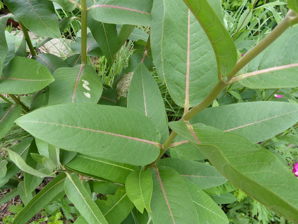 Photo of Showy Milkweed (Asclepias speciosa) uploaded by molanic