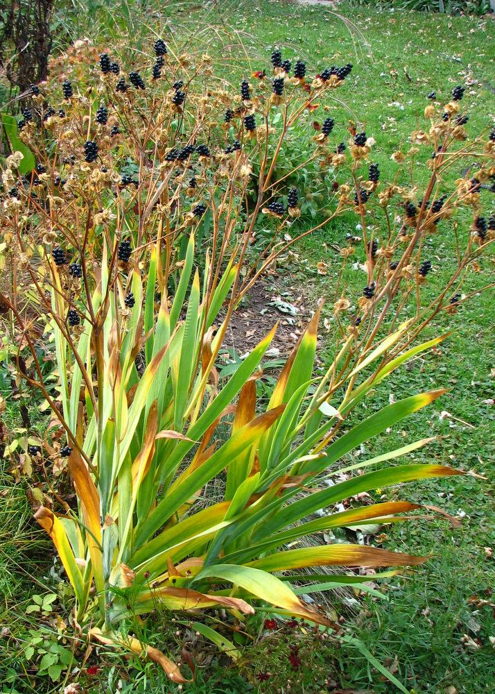 Photo of Species Iris (Iris domestica) uploaded by molanic
