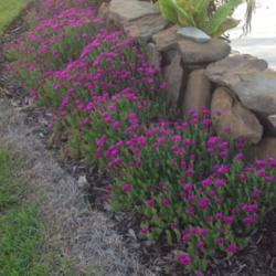 Location: My garden in Warrenville, SC
Date: May 5, 2014
Forms a great border along the koi pond