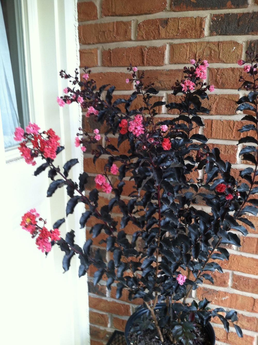 Photo of Crepe Myrtle (Lagerstroemia Black Diamond® Shell Pink™) uploaded by Salems