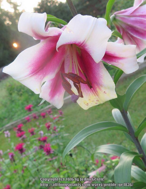 Photo of Lily (Lilium 'Garden Pleasure') uploaded by ge1836