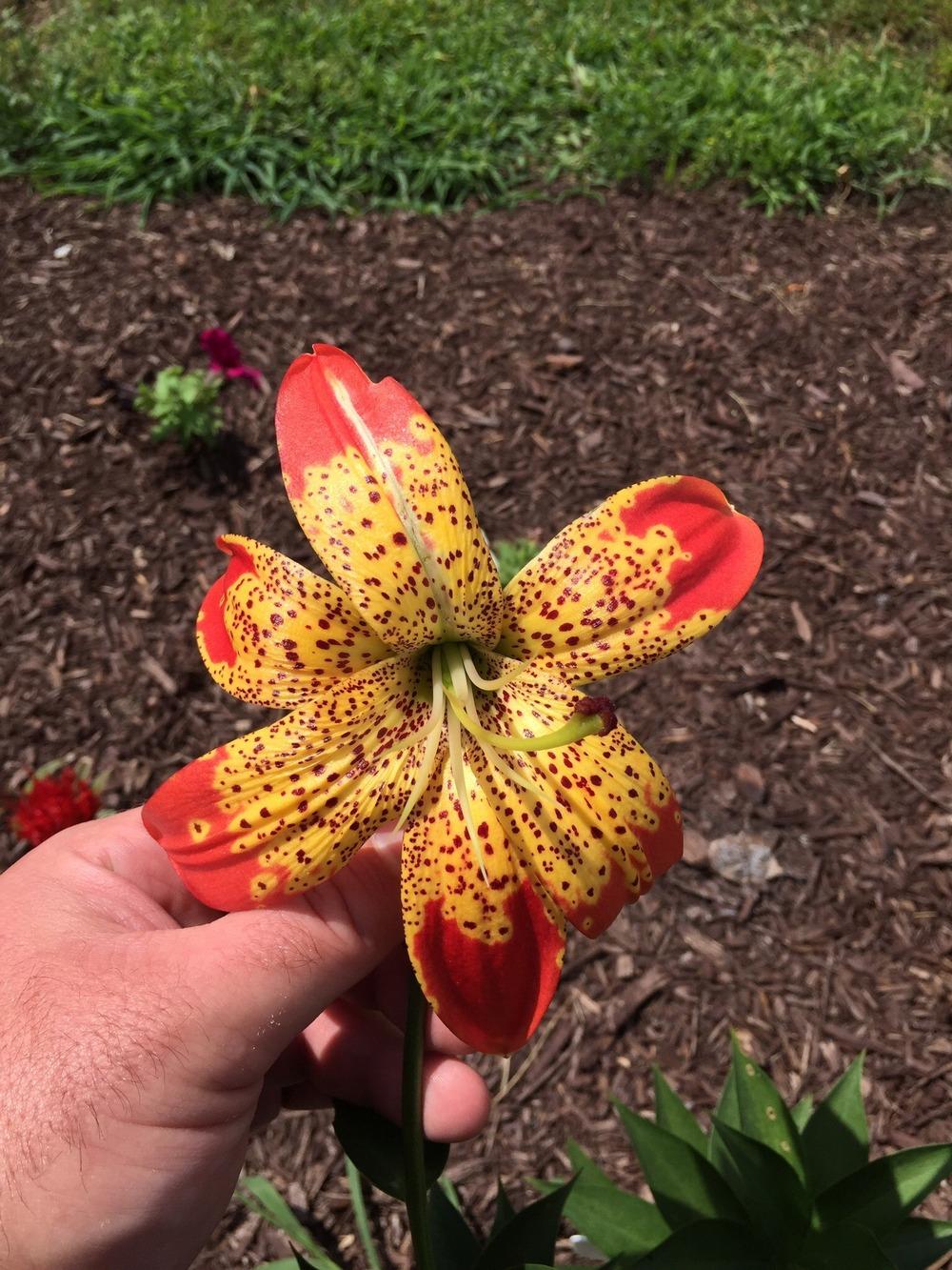 Photo of Lily (Lilium 'Fusion') uploaded by Joebass