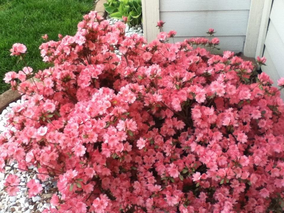 Photo of Azalea (Rhododendron 'Coral Bells') uploaded by Salems