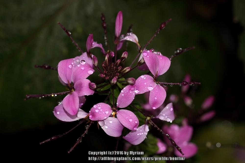 Photo of Spider Flower (Cleome Senorita Rosalita®) uploaded by bonitin