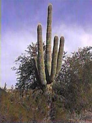 Photo of Saguaro (Carnegiea gigantea) uploaded by jamesicus