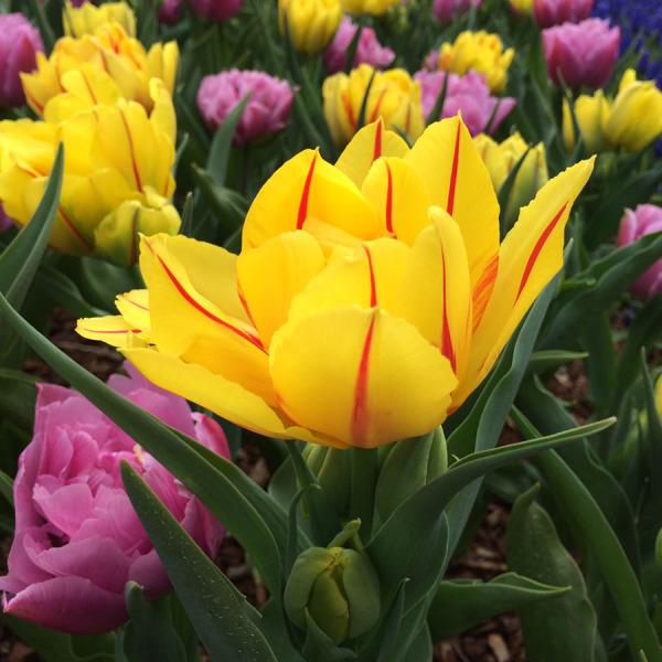Photo of Double Early Tulip (Tulipa 'Monsella') uploaded by Calif_Sue