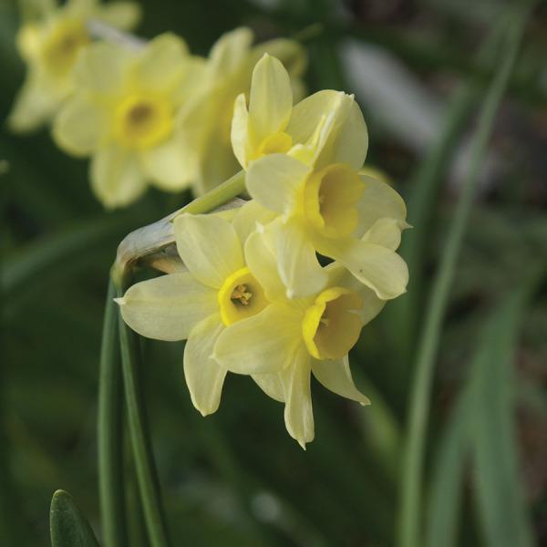 Photo of Tazetta Daffodil (Narcissus 'Minnow') uploaded by Calif_Sue