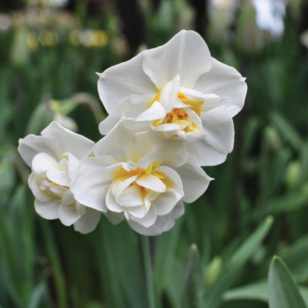 Photo of Double Daffodil (Narcissus 'Cheerfulness') uploaded by Calif_Sue