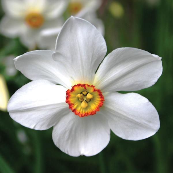 Photo of Species Daffodil (Narcissus poeticus subsp. poeticus) uploaded by Calif_Sue