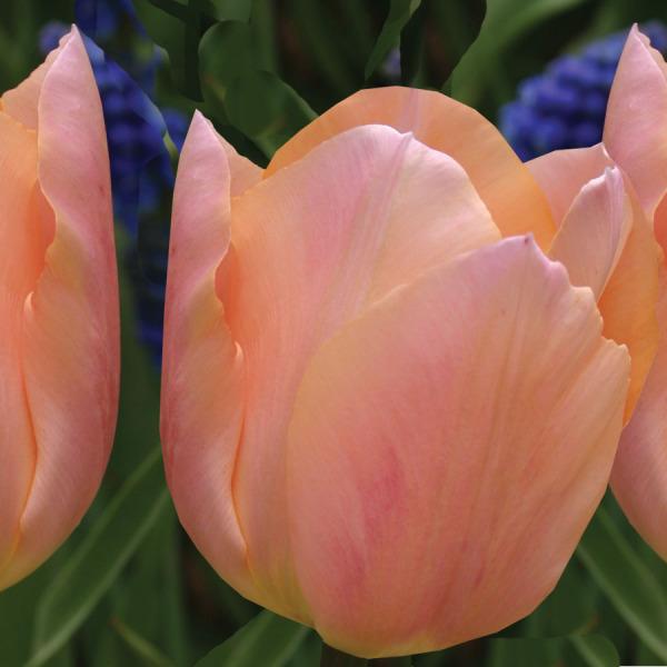 Photo of Single Early Tulip (Tulipa 'Apricot Beauty') uploaded by Calif_Sue