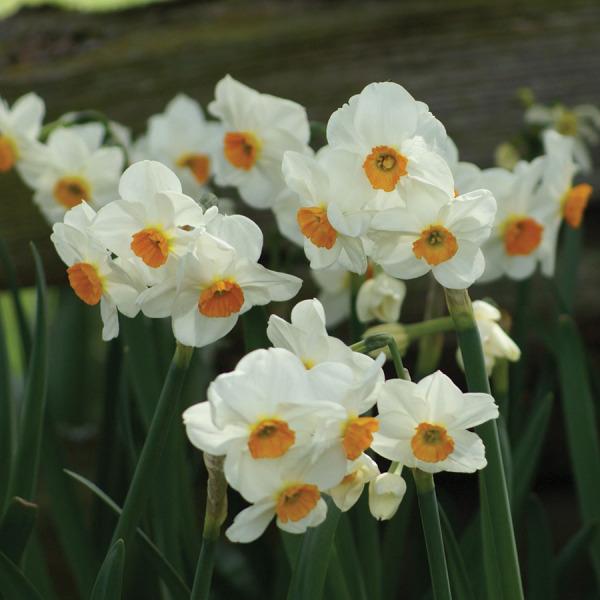 Photo of Daffodil (Narcissus 'Geranium') uploaded by Calif_Sue