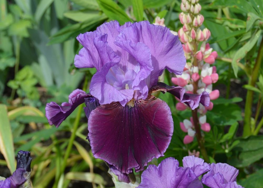Photo of Tall Bearded Iris (Iris 'Violet Turner') uploaded by KentPfeiffer