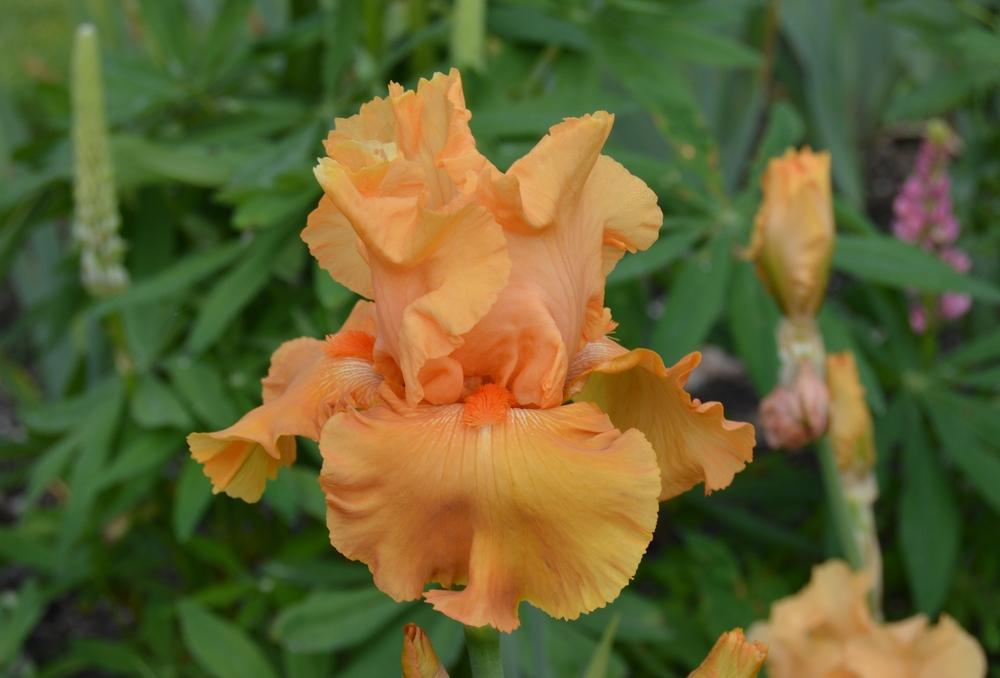 Photo of Tall Bearded Iris (Iris 'Voltage') uploaded by KentPfeiffer