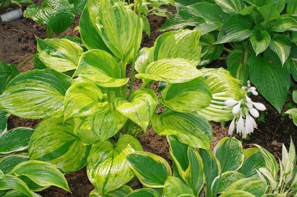 Photo of Hosta 'Gunther's Prize' uploaded by Rose1656