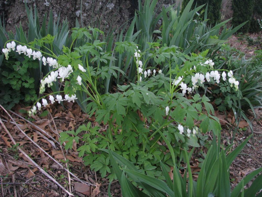 Photo of Bleeding Hearts (Lamprocapnos) uploaded by blue23rose