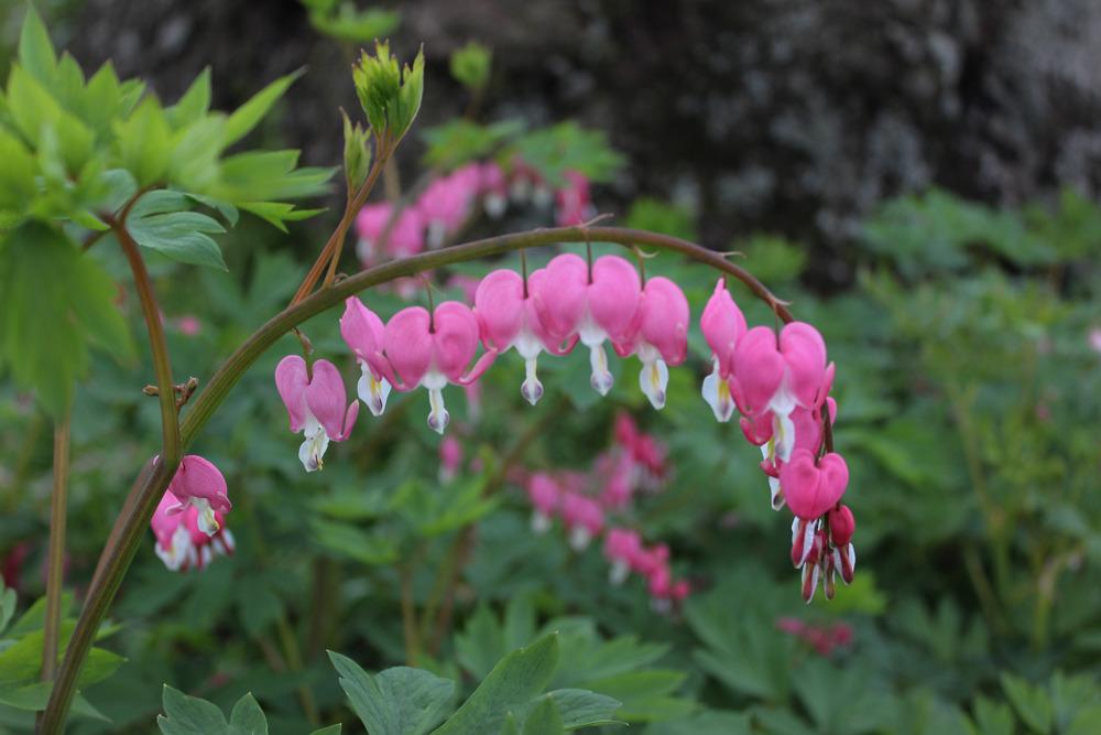 Photo of Bleeding Hearts (Lamprocapnos) uploaded by blue23rose