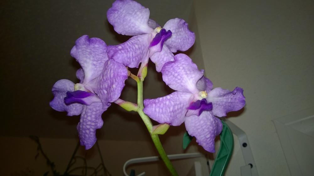 Photo of Blue Orchid (Vanda coerulea) uploaded by froggiesgirl
