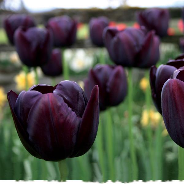 Photo of Single Late Tulip (Tulipa 'Queen of Night') uploaded by Calif_Sue