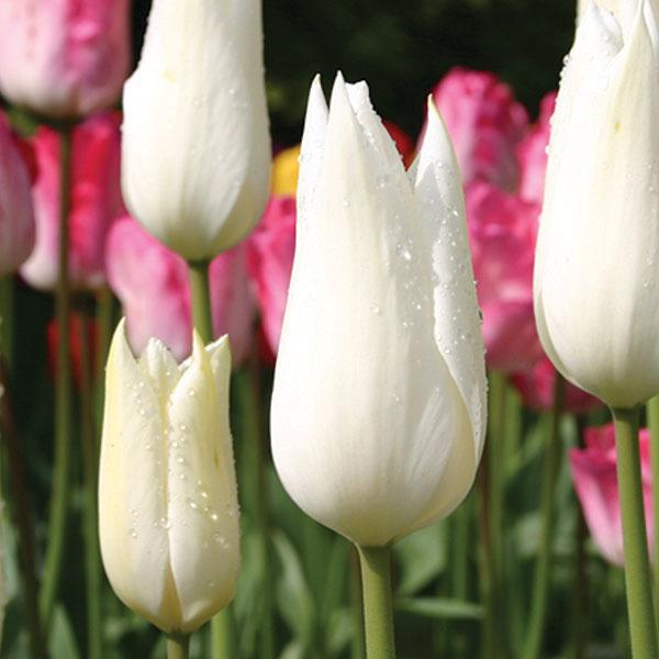 Photo of Lily-Flowered Tulip (Tulipa 'White Triumphator') uploaded by Calif_Sue