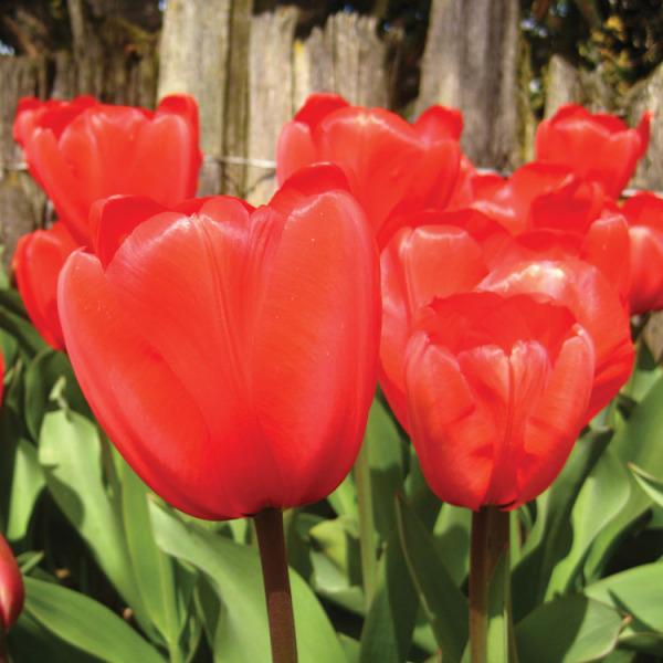Photo of Darwin Hybrid Tulip (Tulipa 'Red Impression') uploaded by Calif_Sue