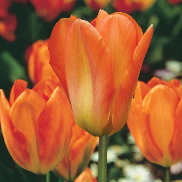 Photo of Fosteriana Tulip (Tulipa 'Orange Emperor') uploaded by Calif_Sue