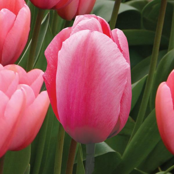Photo of Darwin Hybrid Tulip (Tulipa 'Pink Impression') uploaded by Calif_Sue