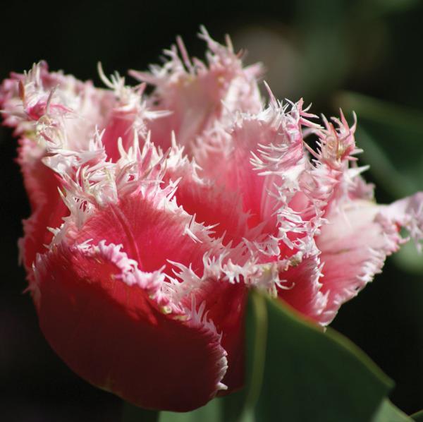 Photo of Fringed Tulip (Tulipa 'Queensland') uploaded by Calif_Sue