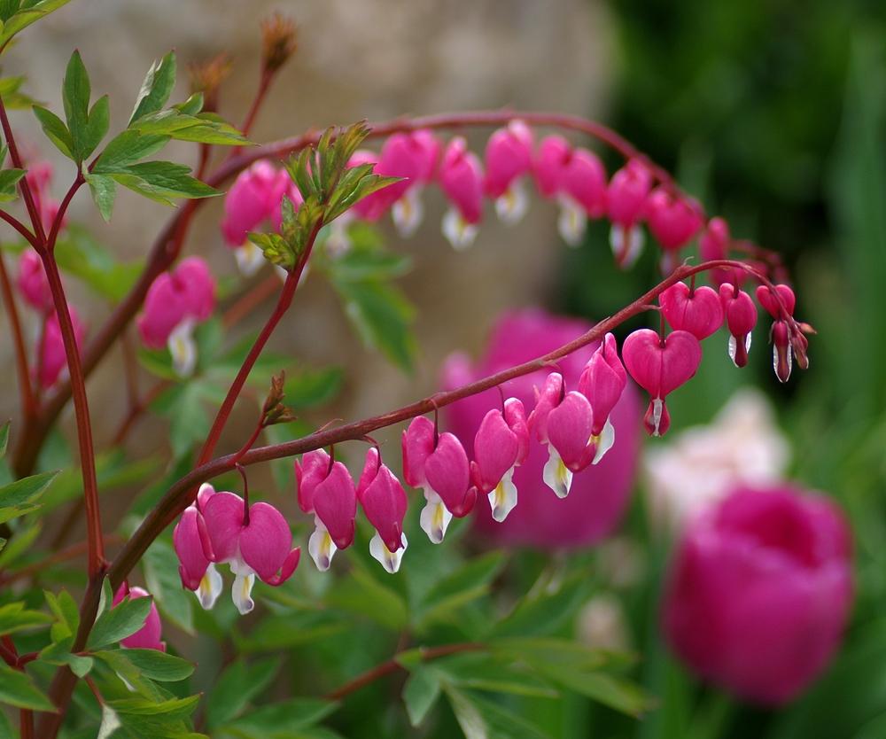 Photo of Bleeding Heart (Lamprocapnos spectabilis) uploaded by dirtdorphins