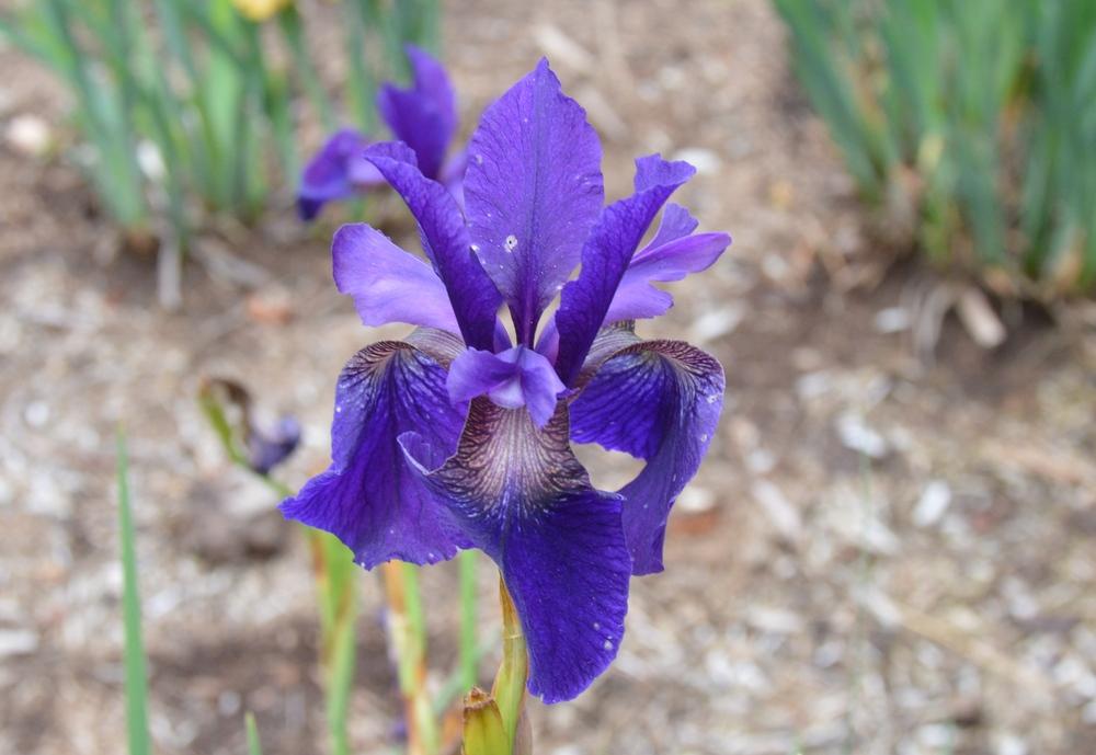 Photo of Species X Iris (Iris 'Who's on First') uploaded by KentPfeiffer