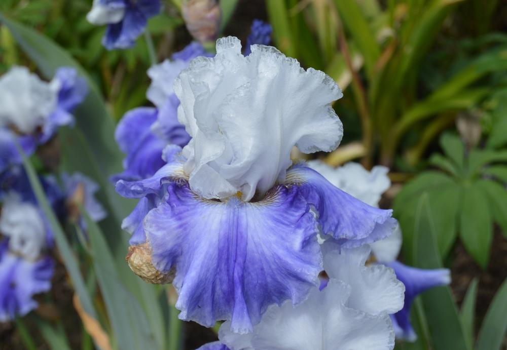 Photo of Tall Bearded Iris (Iris 'Whispering Falls') uploaded by KentPfeiffer