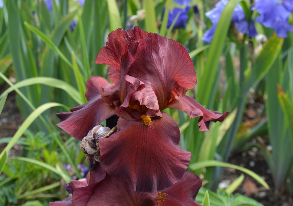 Photo of Tall Bearded Iris (Iris 'War Chief') uploaded by KentPfeiffer