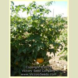 Location: Victory Seed Company - Liberal, OR
Date: 2015
Image used with permission of the Victory Seed Company.