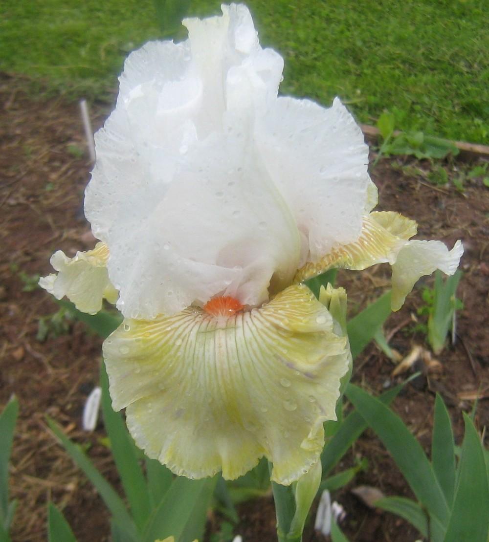 Photo of Tall Bearded Iris (Iris 'Frontier Lady') uploaded by Raven